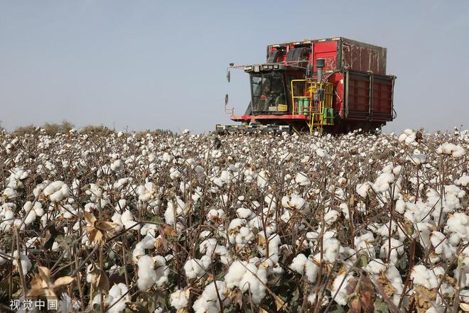新疆棉花陆续进入采摘期,中企积极应对美“新疆棉禁令”恶法