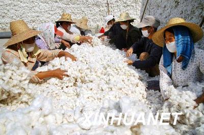 发展改革委:9月全国新棉采摘收购进度慢于去年同期(图)-财经