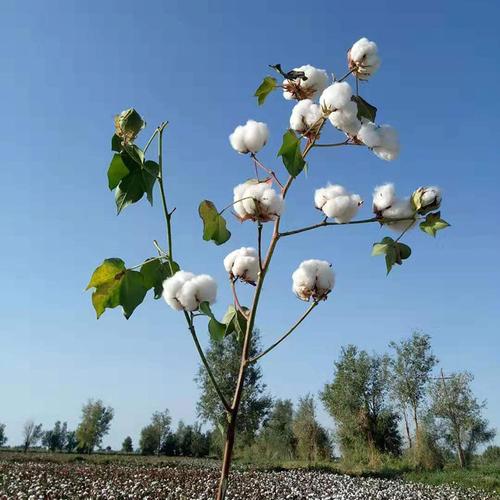 棉花新疆散装手工采摘纯棉干花未加工天然一级棉花被