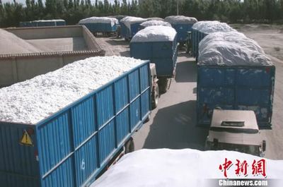 新疆新棉开秤收购 预计占国内棉花总产近一半(图)