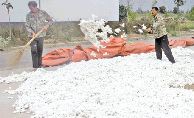 棉花收购季来到 东营棉企重归市场竞争大 棉农利润低