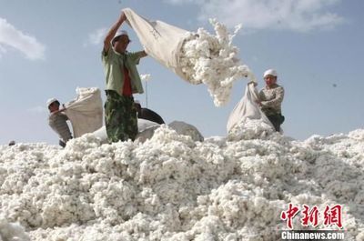 新疆新棉开秤收购 预计占国内棉花总产近一半(图)_新浪新闻