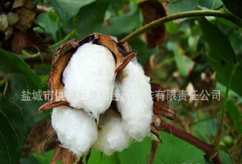 棉花,皮棉,棉花加工,籽棉加工,粮食收购加工