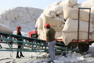 新疆棉花加工