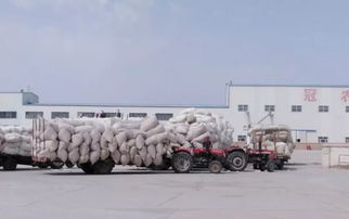 新疆银通棉业棉花收购工作全面展开