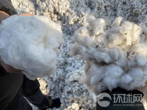 被美国逼迫自断手脚 独家披露 良好棉花协会 与新疆棉花企业终止合作内幕